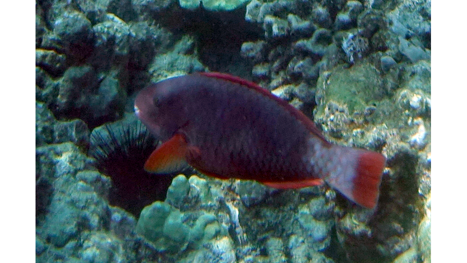 Photo by Sue Langston