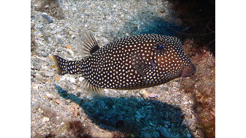 Spotted Boxfish (Female) photo by Jim Spears