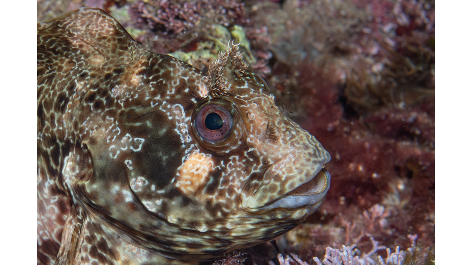 Photo by Stacey Henderson