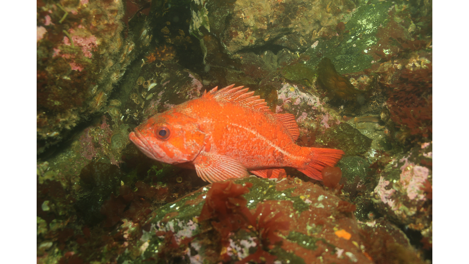 Photo by Janna Nichols