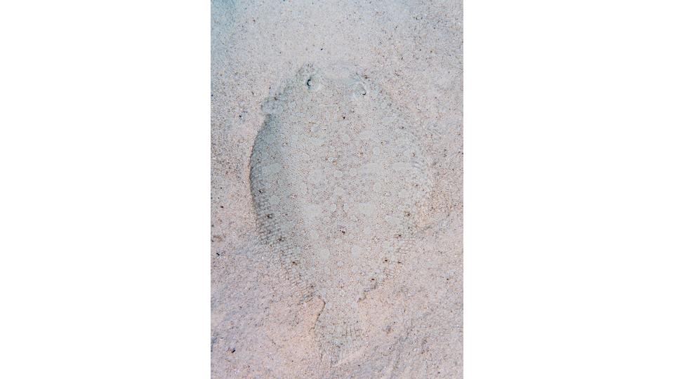 Photo by Stacey Henderson