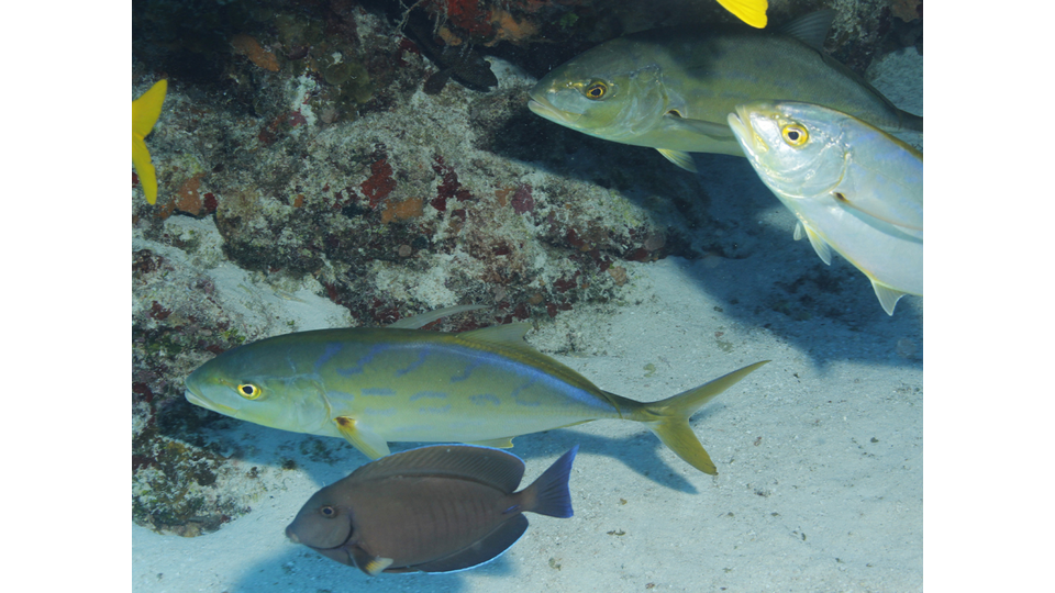 Photo by Janna Nichols