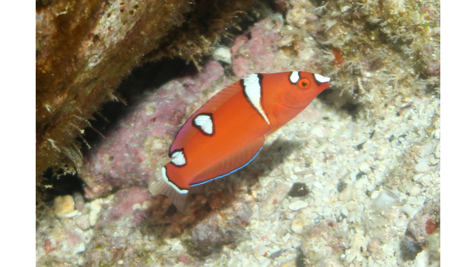 Photo by Janna Nichols