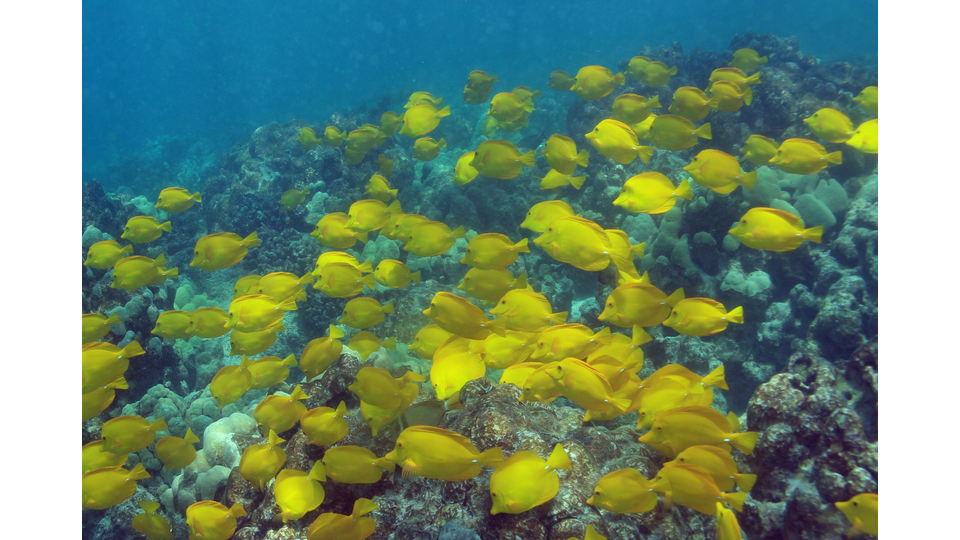 Photo by Janna Nichols