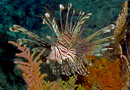 Lionfish are rapidly spreading throughout the Caribbean. Action in Belize and other areas \"downstream\" is needed now!