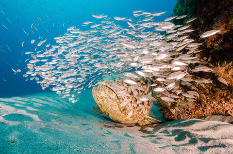 Goliath Grouper