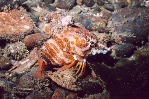 Grunt Sculpin, photo by Janna Nichols Grunt Sculpin photo