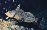 The greenling family is only represented on the west coast of the US and Canada.  The kelp greenling is a common sight for divers in the Pacific Northwest, especially the females (pictured above).