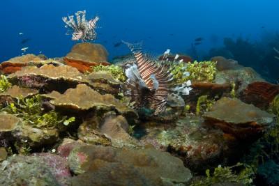 Two Indo-Pacific lionfish swimming around a coral head in the Bahamas.
