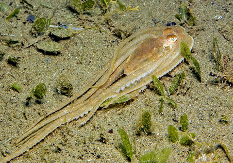 Atlantic Long Arm Octopus