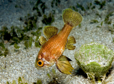 Blackfin Cardinalfish