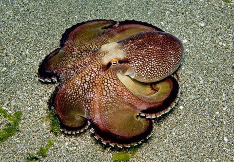 Brown Stripe Octopus