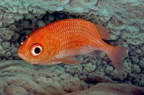 Cardinal Soldierfish