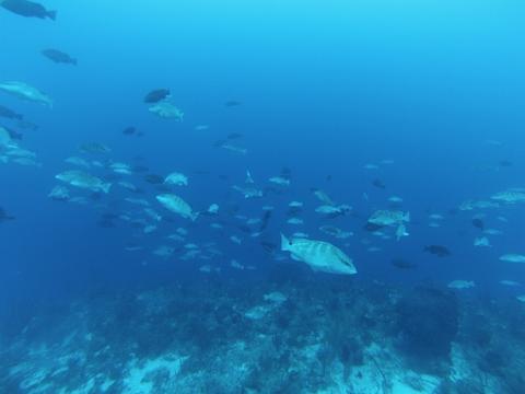 Arrivals begin to show at the grouper spawning site.