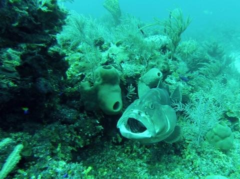 Cleaning stations are an integral symbiotic relationship for the reef ecosystem. This grouper remains still as small gobies and wrasses pick parasites from its gills and mouth. In payment for the free dental exam, the cleaners get a free lunch.