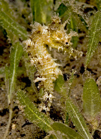 Lined Seahorse