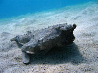 Batfish sighting in Bonaire. Photo courtesy of Todd Fulks.