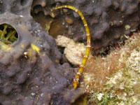 Pipefish sighting in Bonaire. Photo courtesy of Todd Fulks.