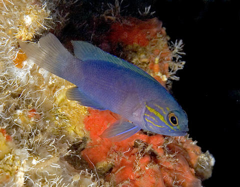 Yellowcheek Basslet