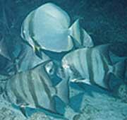 Introduced orbicular batfish (Platax orbicularis) (top) mingling with Caribbean-native Atlantic spadefish (below) on Molasses Reef, Florida Keys.  Photo by REEF member John Stuart.
