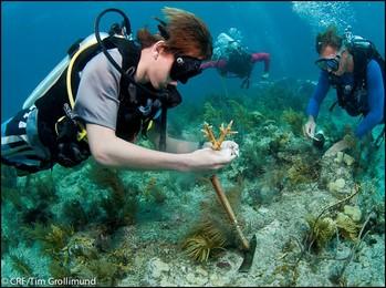 corals lionfish