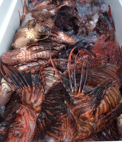 places buying lionfish logo