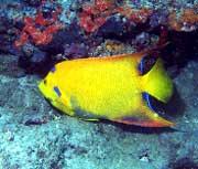 This "golden" angelfish is not an exotic species, but rather a genetic variant of the Atlantic-native queen angelfish. It was photographed by Linda Ianniello in Boca Raton, FL.