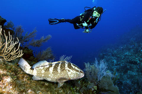 REEF Grouper Moon Volunteer, Brenda Hitt, surveys the Little Cayman Nassau grouper aggregation site. Photo by Phil Bush.