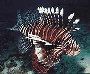 One of the more well known exotic species in the western Atlantic, the red lionfish (Pterois volitans) has been seen from New York to Bermuda to Florida.  This picture was taken in Florida by REEF member Joe Froelich.