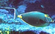 An orangespine unicornfish (Naso lituratus) was documented by REEF surveyor Peter Leahy on a reef in Boca Raton.  (this photo is not from Florida but is shown for identification)