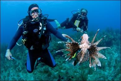 lionfish corals