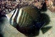 This sailfin tang (Zebrasoma desjardinii) was photographed off Commercial Pier in Lauderdale-by-the-Sea by REEF member Denise Mizell in the summer of 1999.