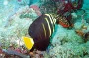 And another sailfin tang (Z. veliferum), this one was photographed in Pompano Beach .