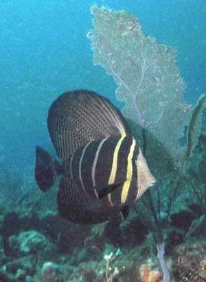 Sailfin tang, native to the Indo-Pacific, have been sighted at several locations along southeast Florida, a result most likely of releases from home aquarists.  Photo by Ed Tichner.