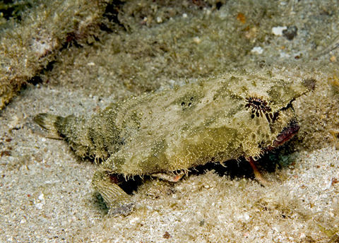 Shortnose Batfish