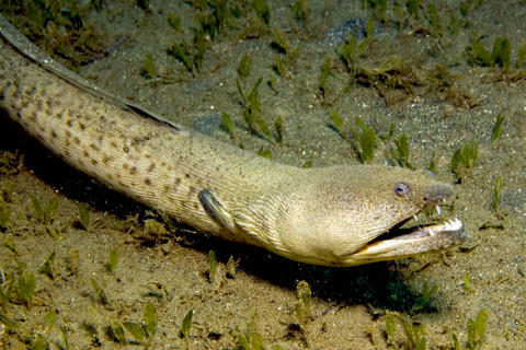 Snapper Snake Eel