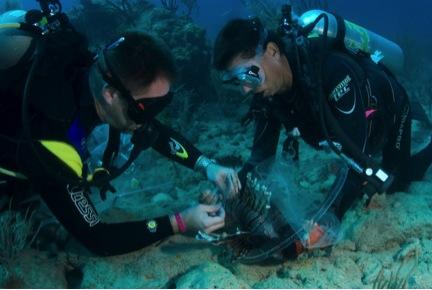 Two divers work together to tag a lionfish underwater