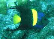 The Arabian angelfish (Pomacanthus asfur) was photographed by Tom Ferguson, taken  in Dania, FL.