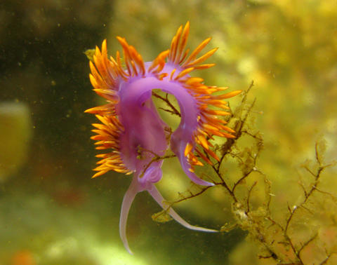 Spanish Shawl Nudibranch