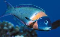 Saddle Wrasse