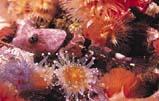 Coralline Sculpin