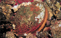 Rock Scallop
