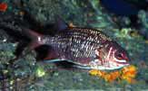 Tinsel Squirrelfish