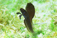 Sailfin Blenny