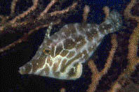 Slender Filefish