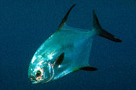 Permit