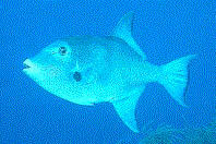 Ocean Triggerfish