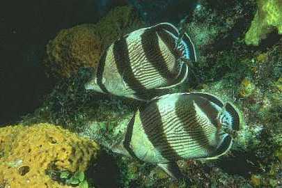 Banded Butterflyfish