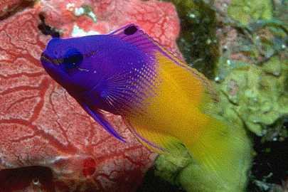 Fairy Basslet