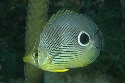 Foureye Butterflyfish